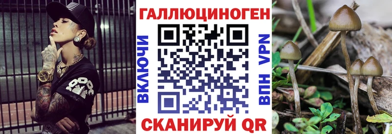 Галлюциногенные грибы Psilocybine cubensis Великий Новгород